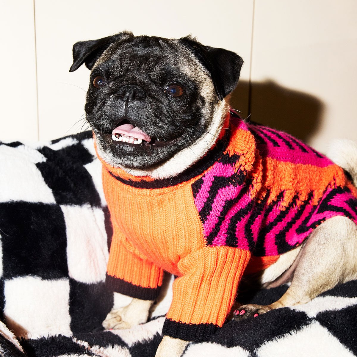Pug lounging in the Lil Baddie knit dog sweater in Orange Crush