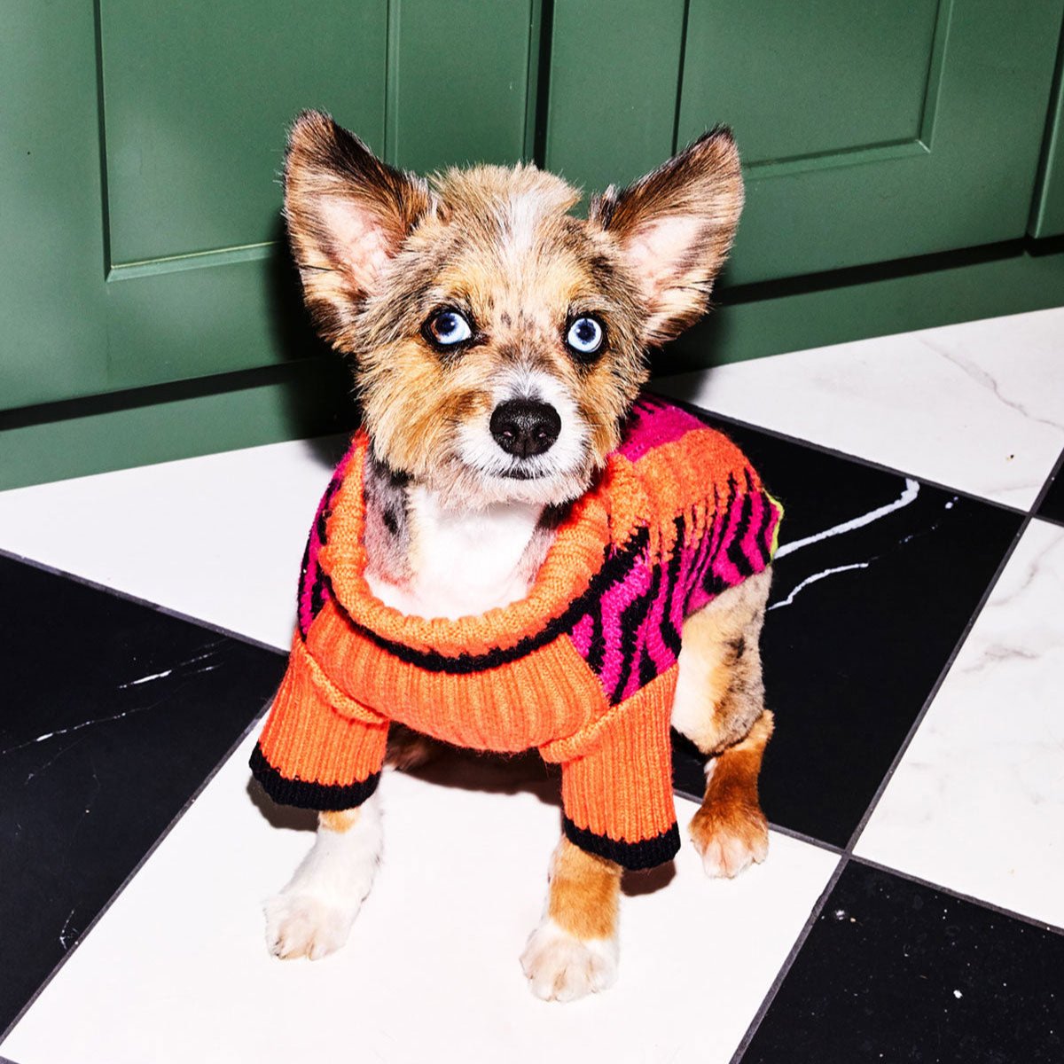 Chihuahua mix wearing the Lil Baddie dog sweater in Orange Crush