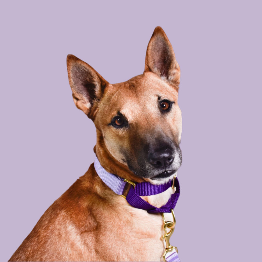 Large dog with a purple training. martingale collar