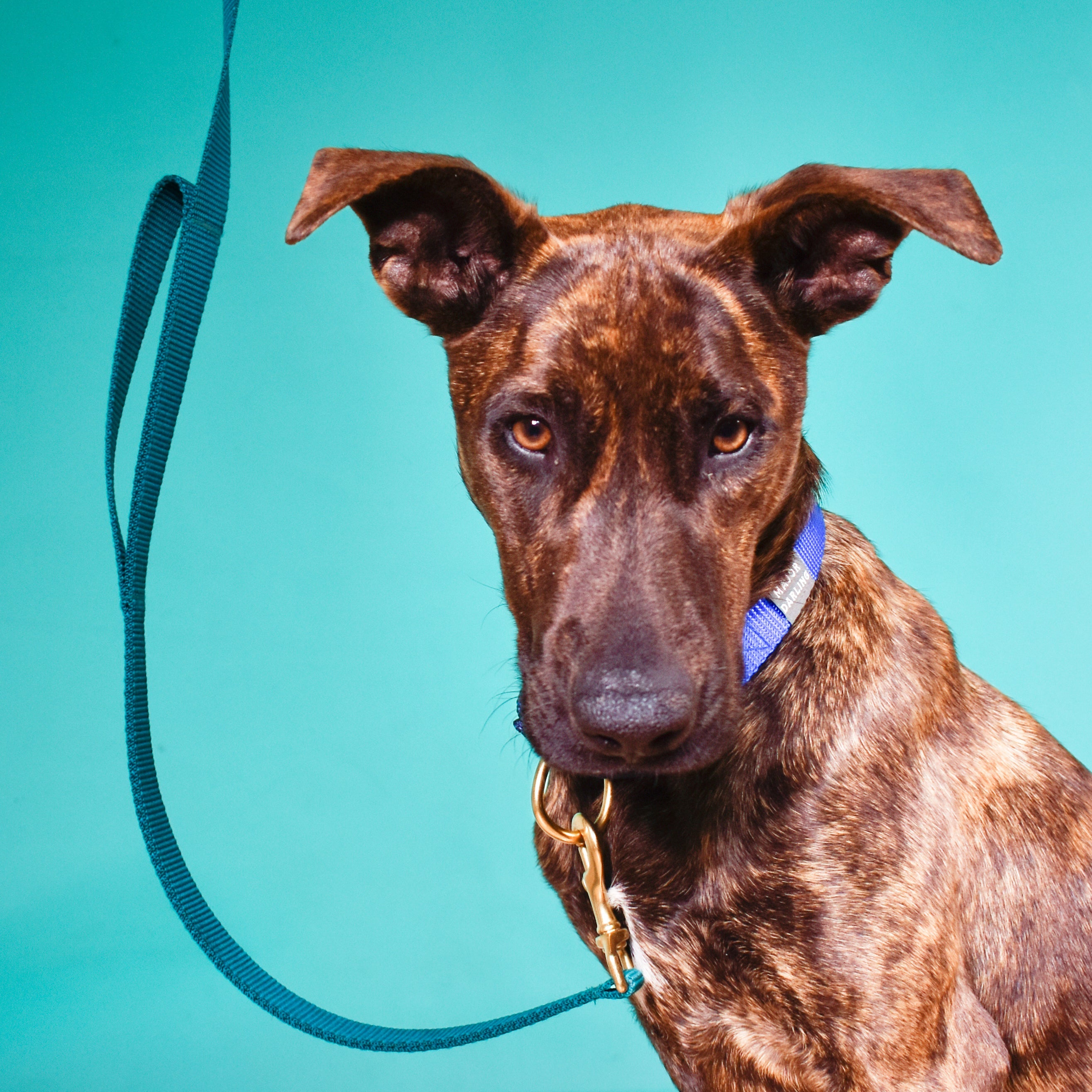 double handle 6' long leash