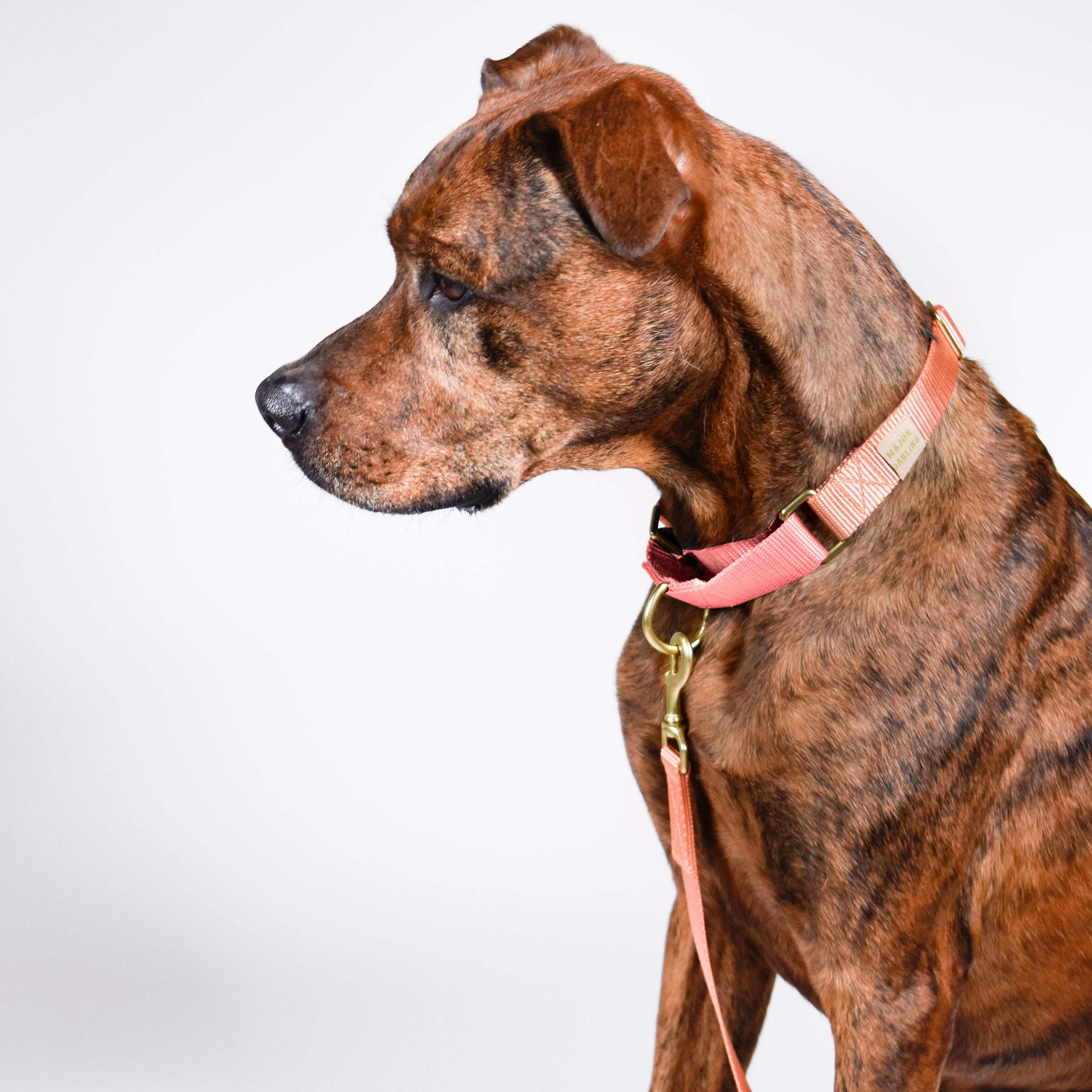 martingale training collar for pullers | peach + pink