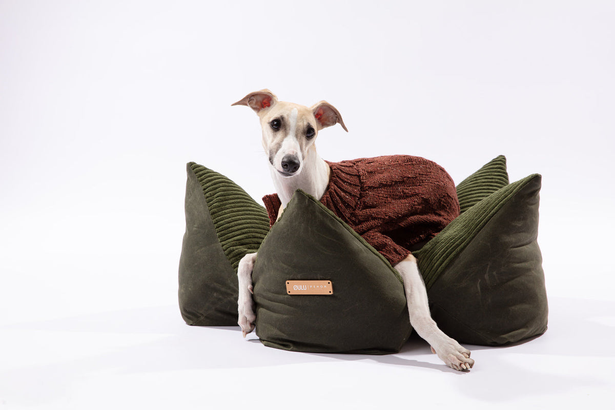 Dog lying on a green pet bed with a brown cushion against a white background