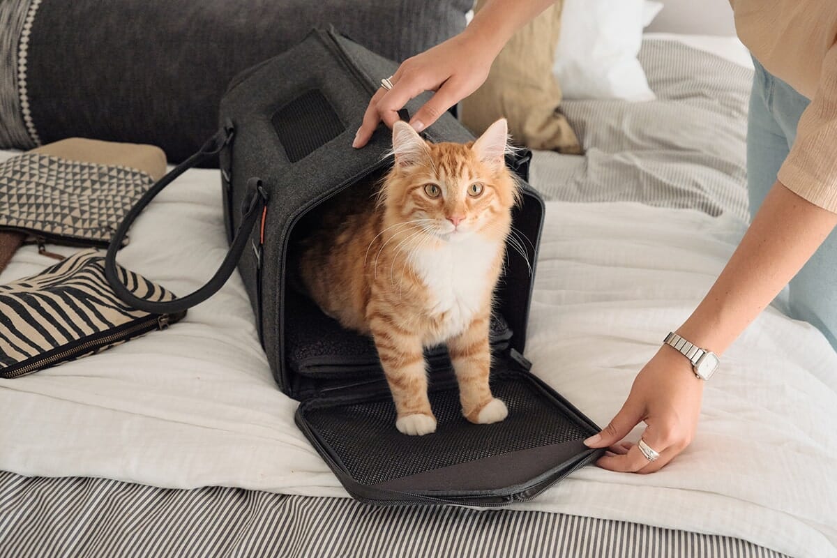 orange cat inside the airlines approved porto charcoal color cat carrier