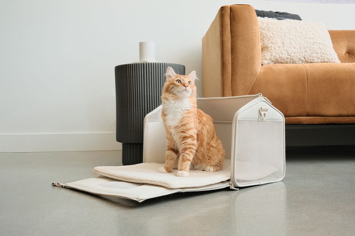 Orange cat inside porto airlines approved cat carrier in beige color