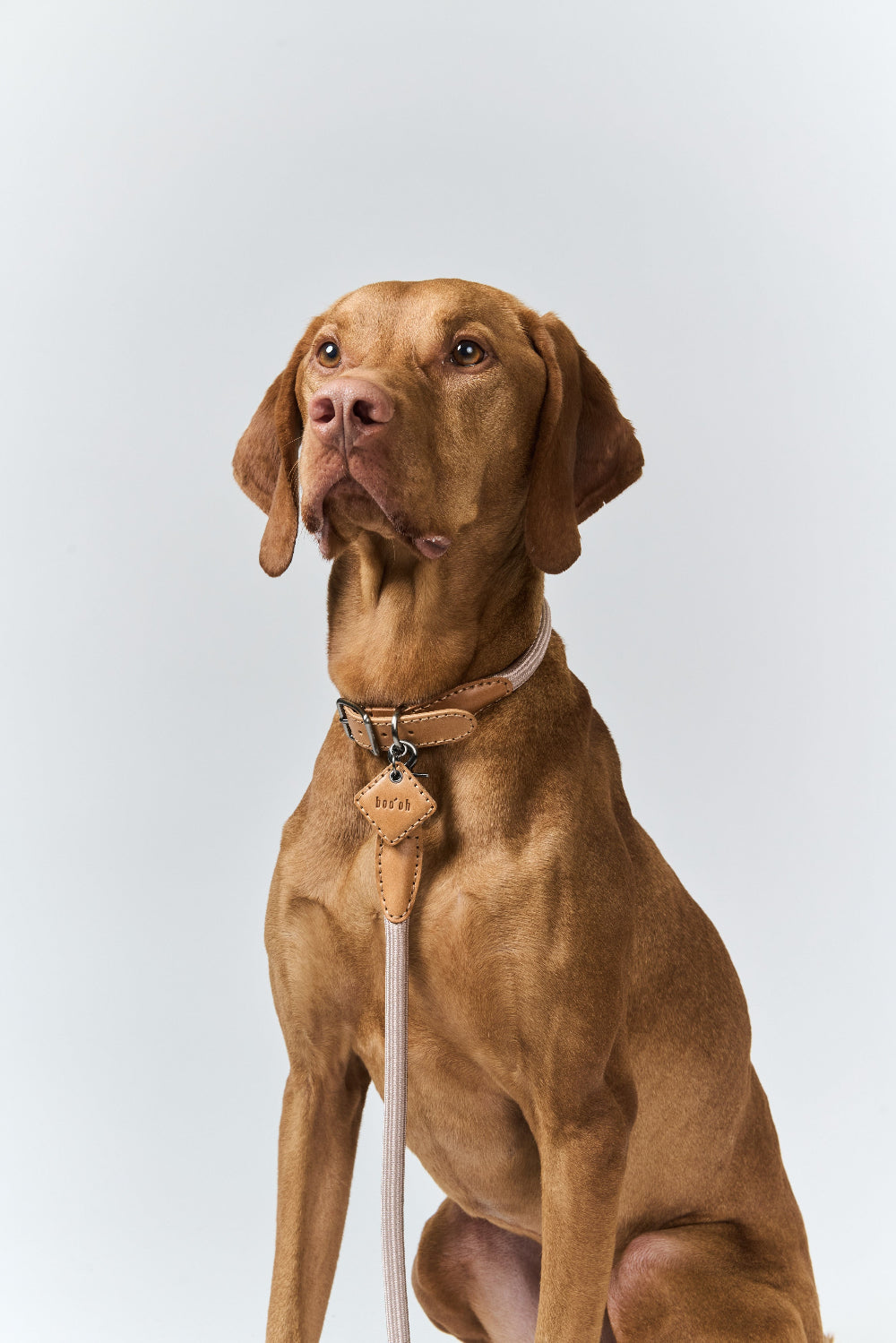 Large brown dog wearing a collar with a tag on a light gray background