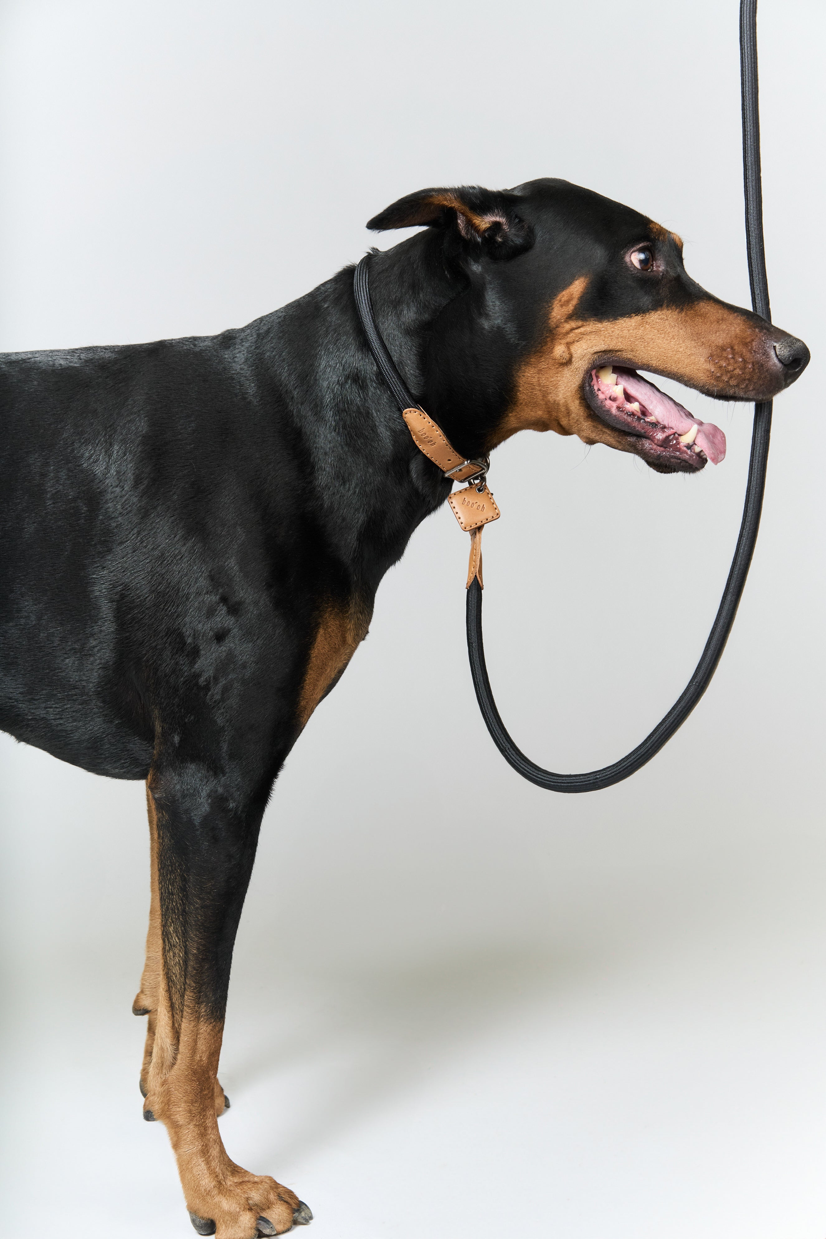 Large size black and brown dog with a leather collar and leash with Boo Oh logo