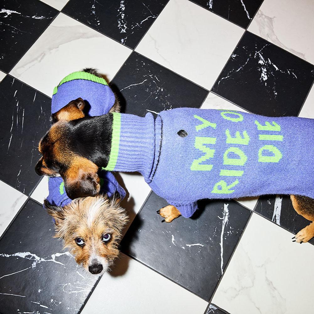 Two dogs wearing the Ride or Die sweater in Purple Green on a checkered floor