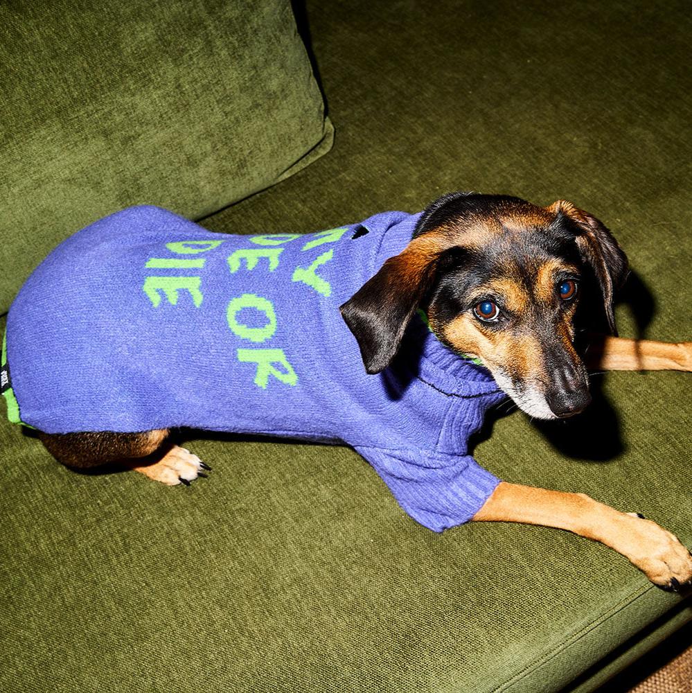 Dog lounging on a green sofa in the Purple Green Ride or Die sweater