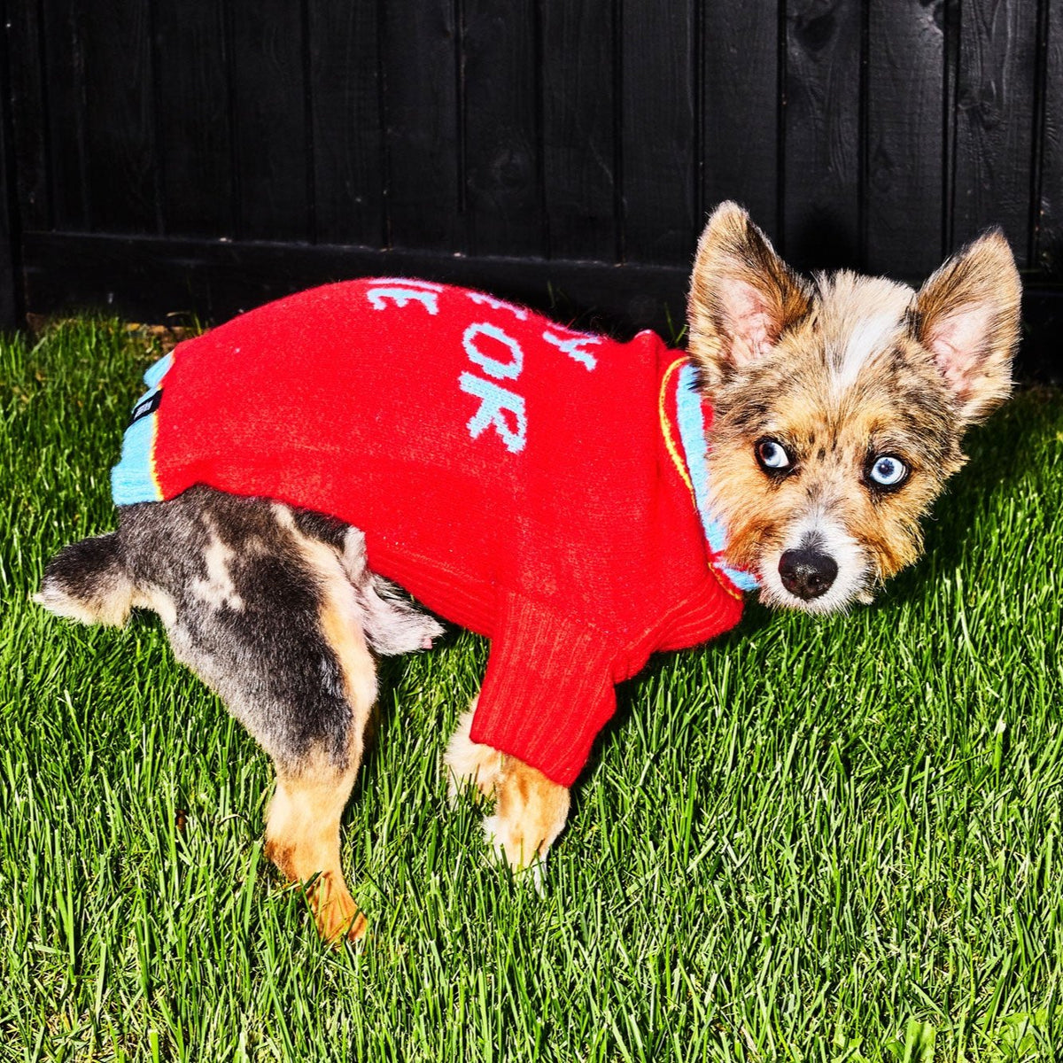 Dog wearing the red Ride or Die turtleneck sweater outdoors at night