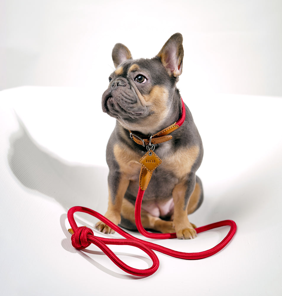French bulldog with a red leash on a white background