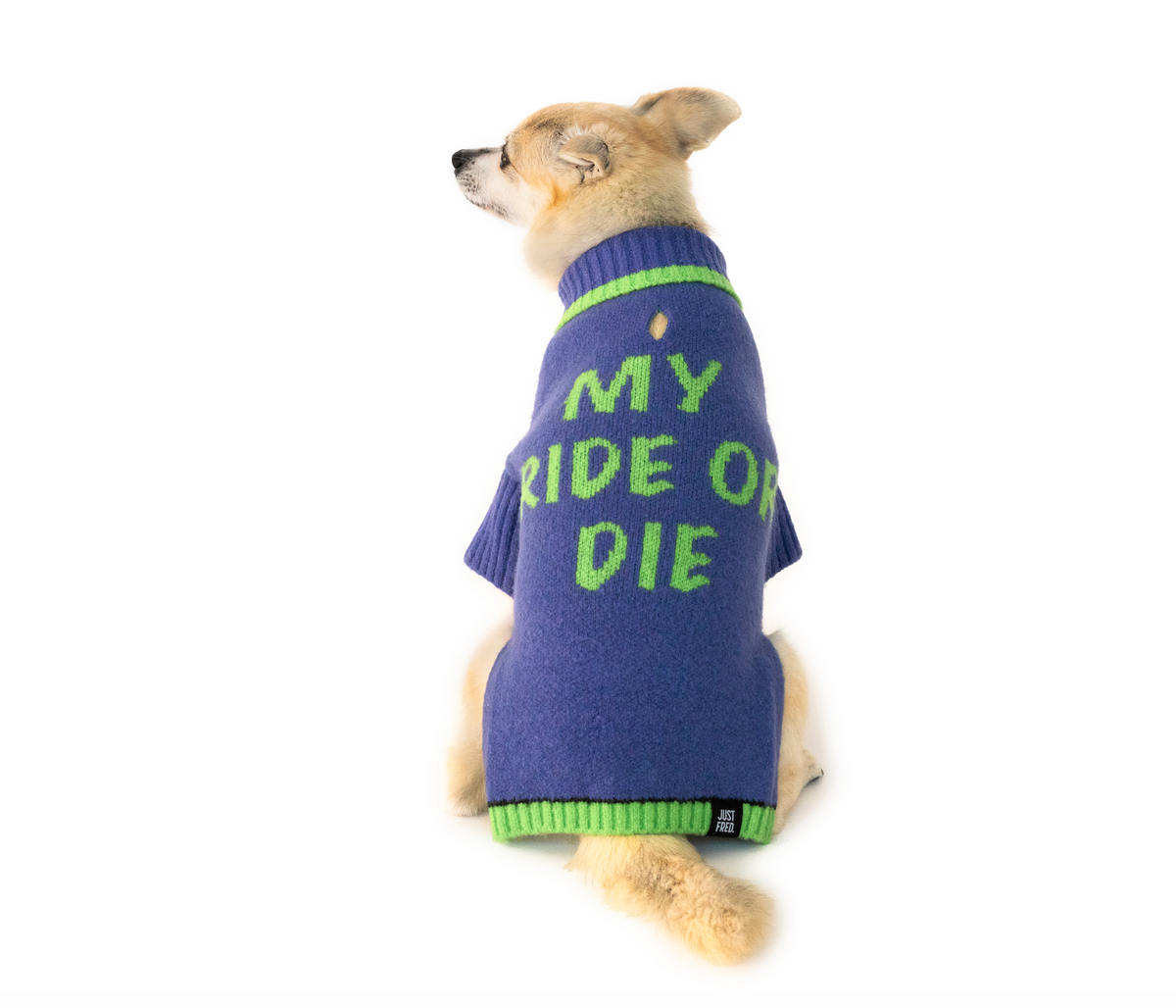 Dog wearing the Ride or Die sweater in Purple Green, back view