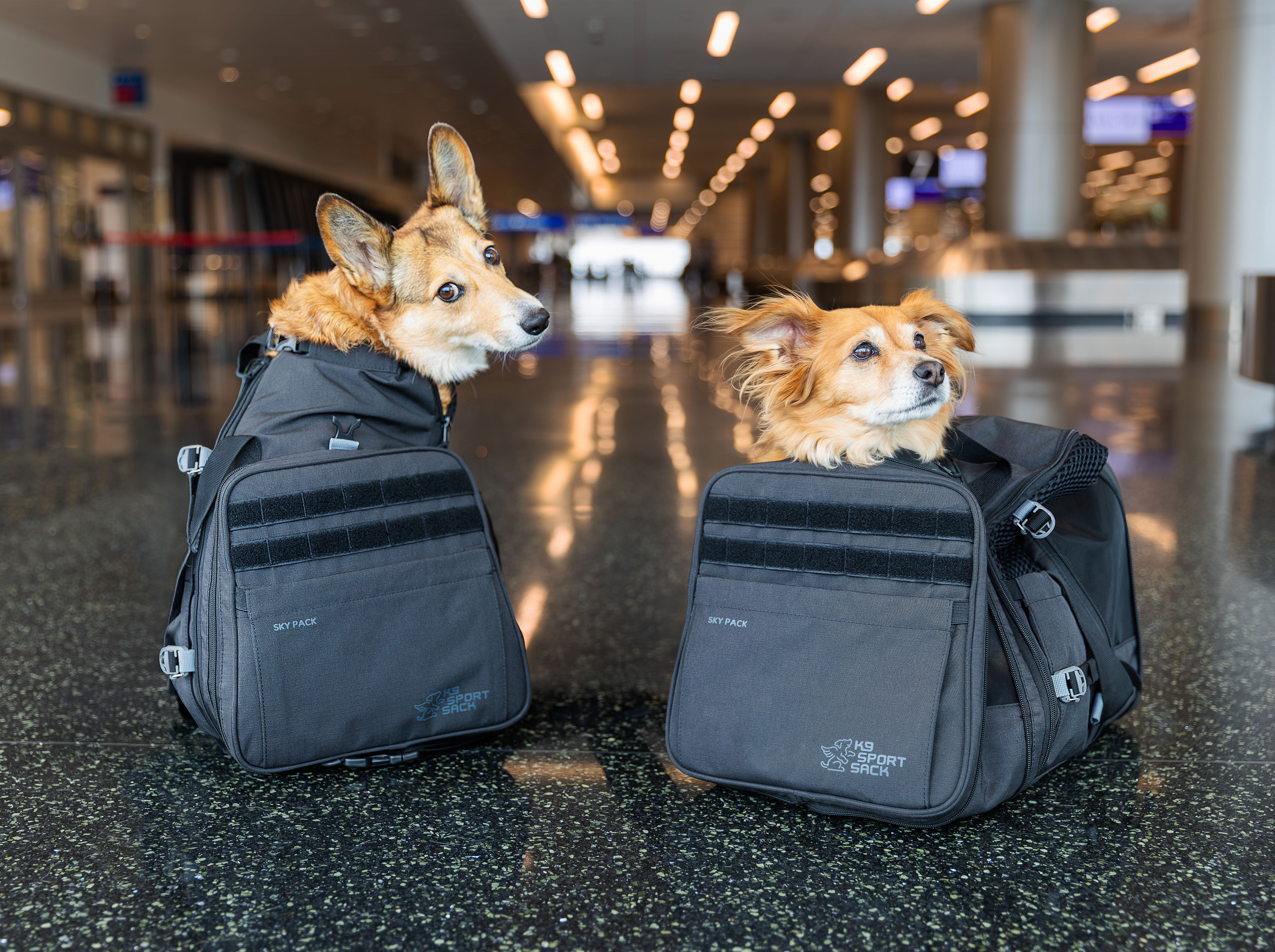 Two dogs in pet carrier bags at an airport terminal