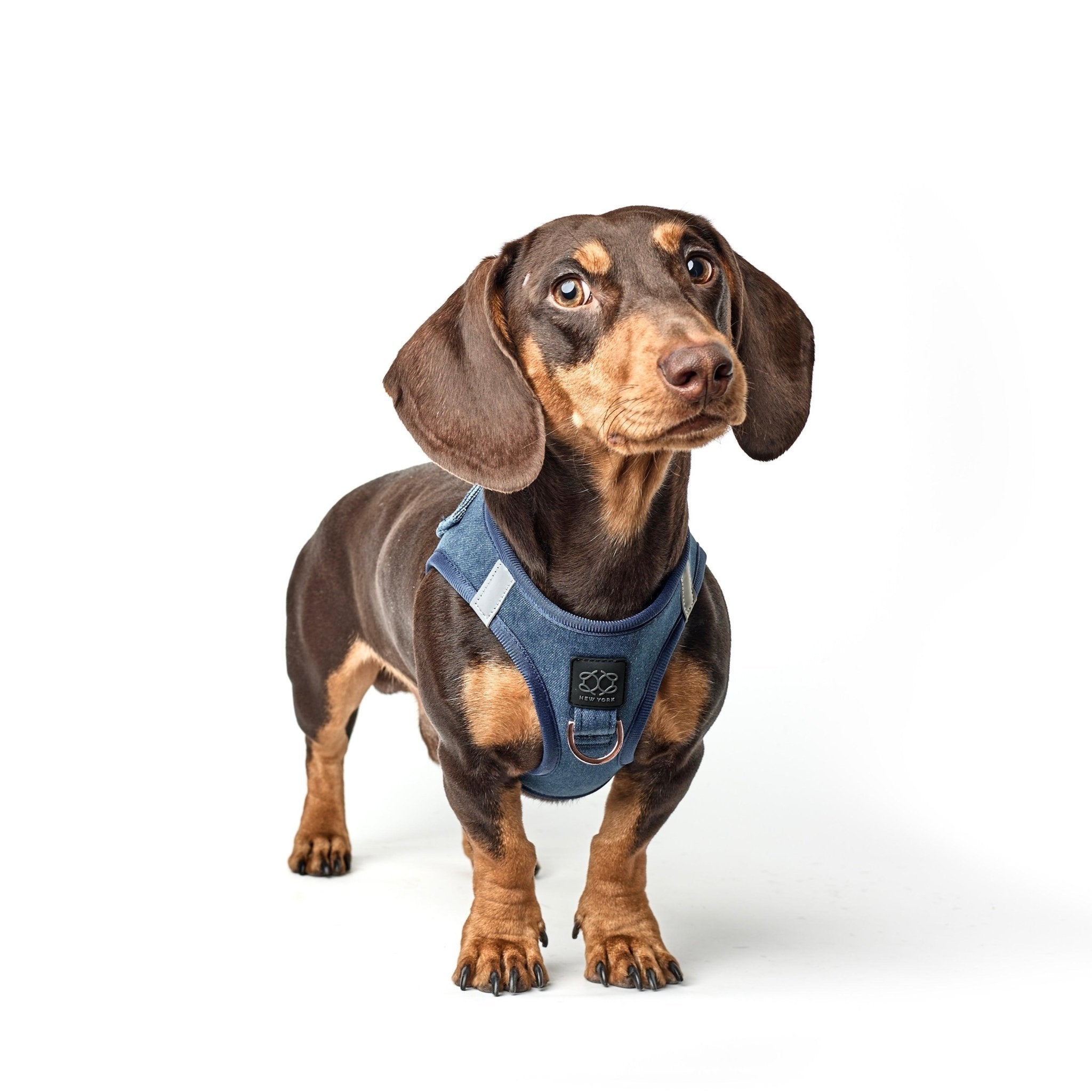 Dachshund wearing a blue harness on a white background