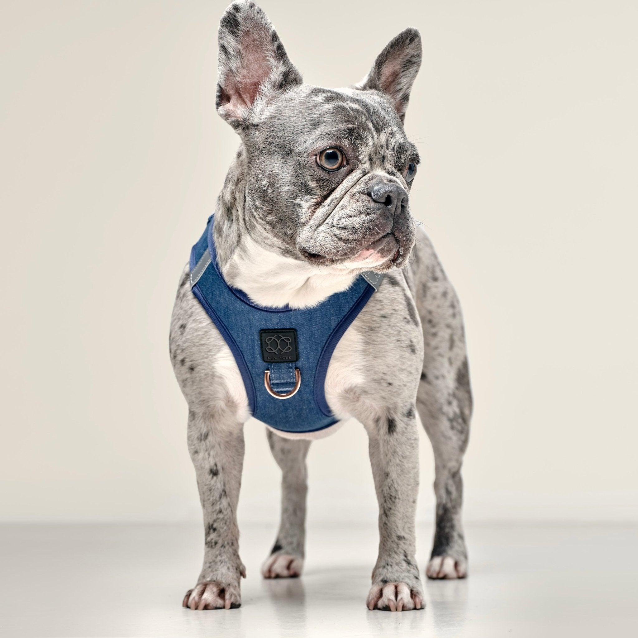 Frenchie bulldog  wearing a blue harness on a plain background