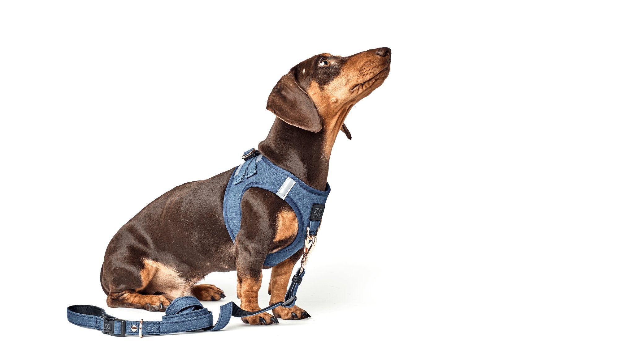 Dachshund wearing a blue harness and leash on a white background