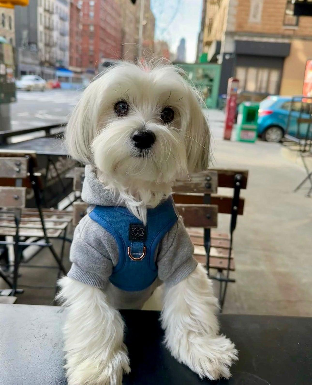 Small teacup white dog wearing a blue harness and gray sweater on a city street.