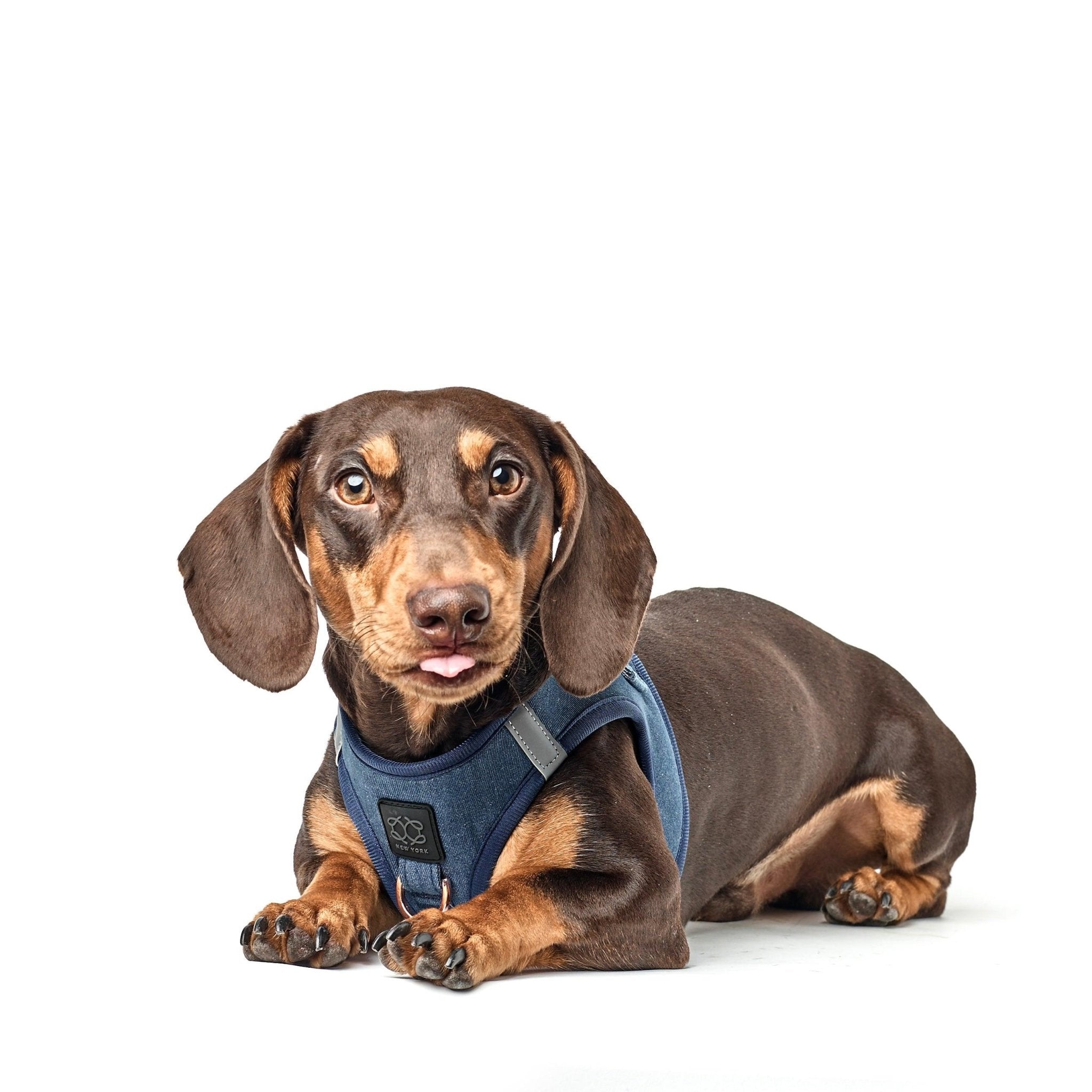 Dachshund wearing a blue harness on a white background