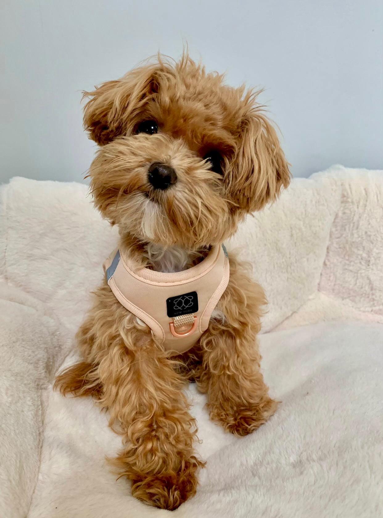 No-Pull, Step-In SoHo Dog Harness For Small Dogs - Dune