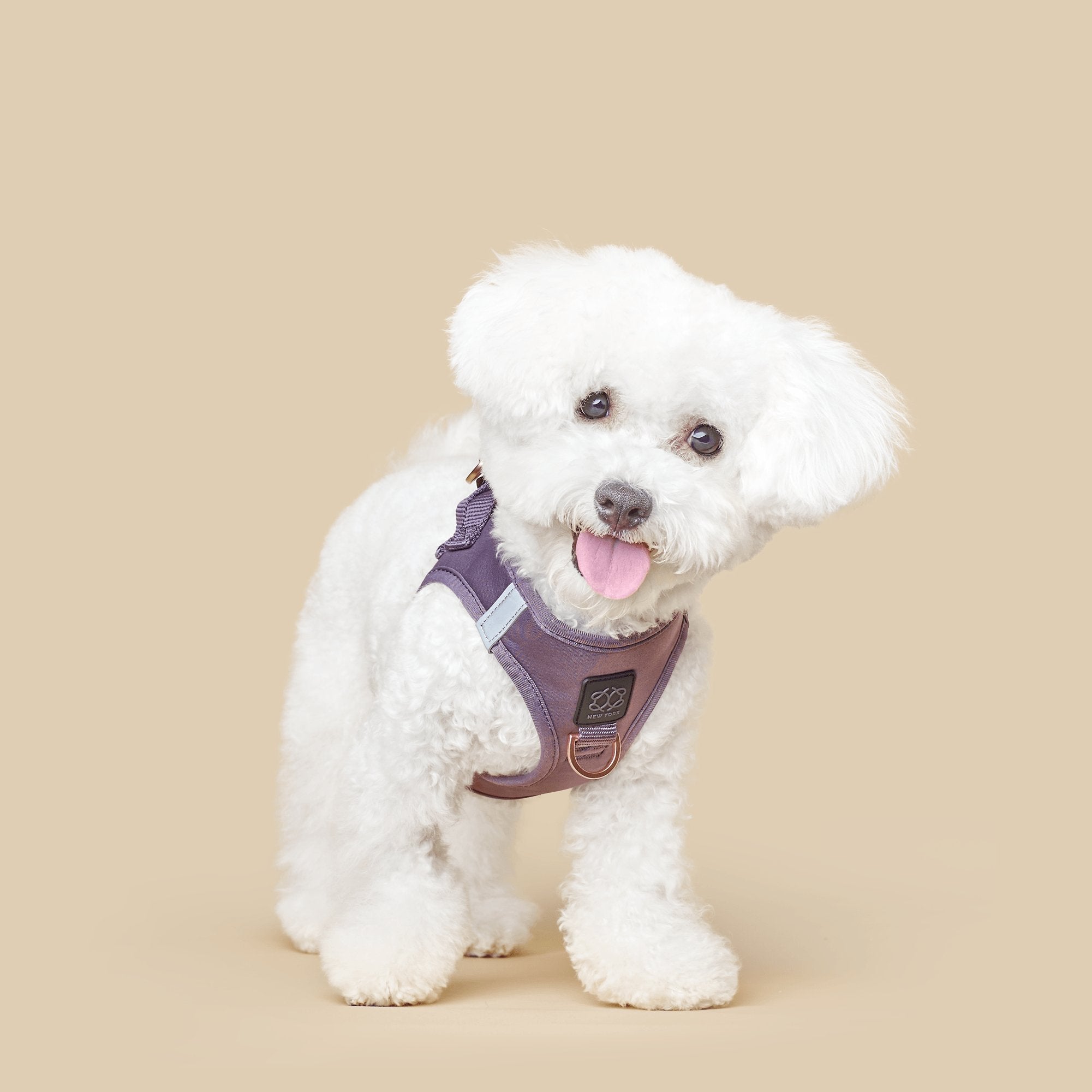 Small white dog wearing a teacup size purple harness on a beige background