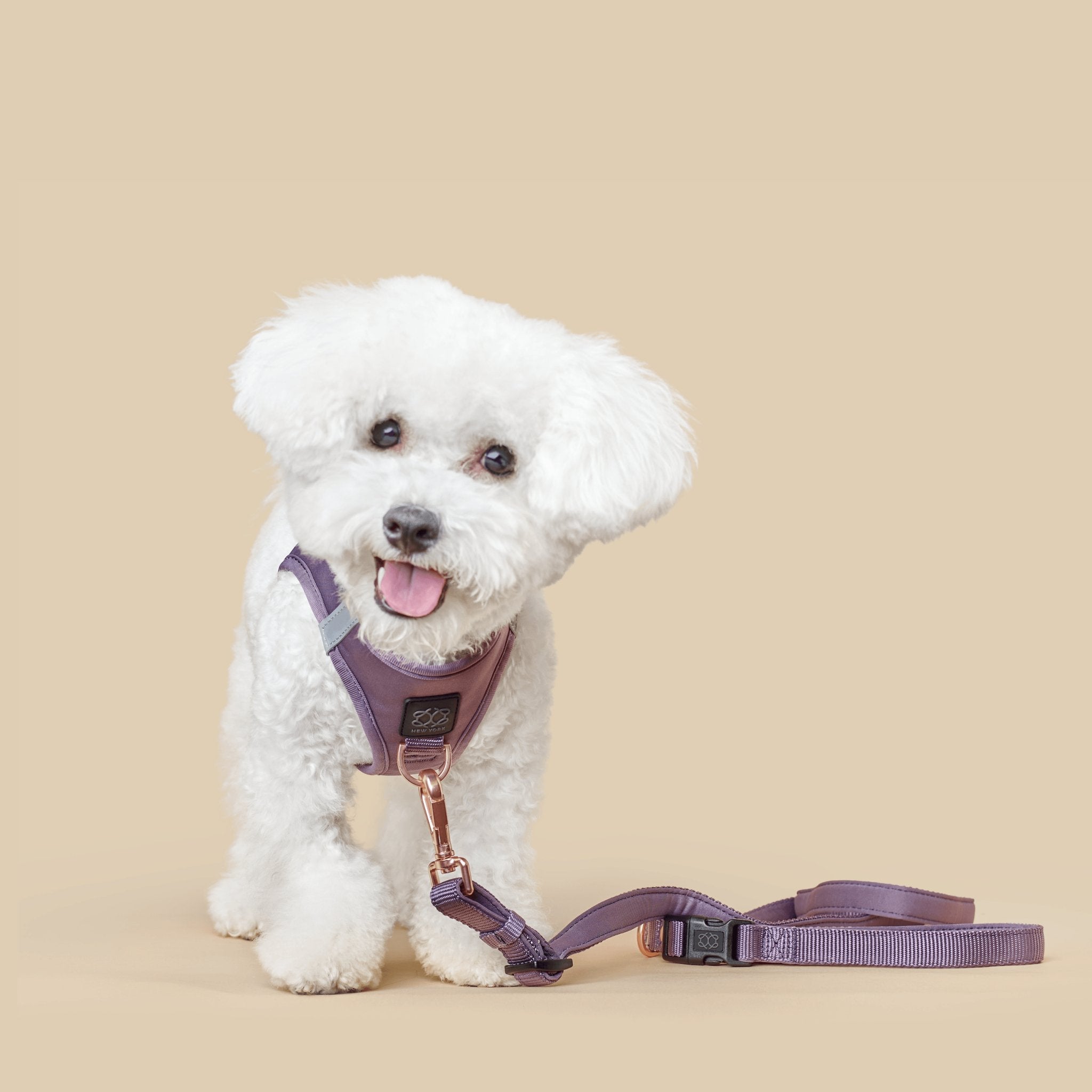 Tiny white dog wearing a small purple harness and leash on a beige background