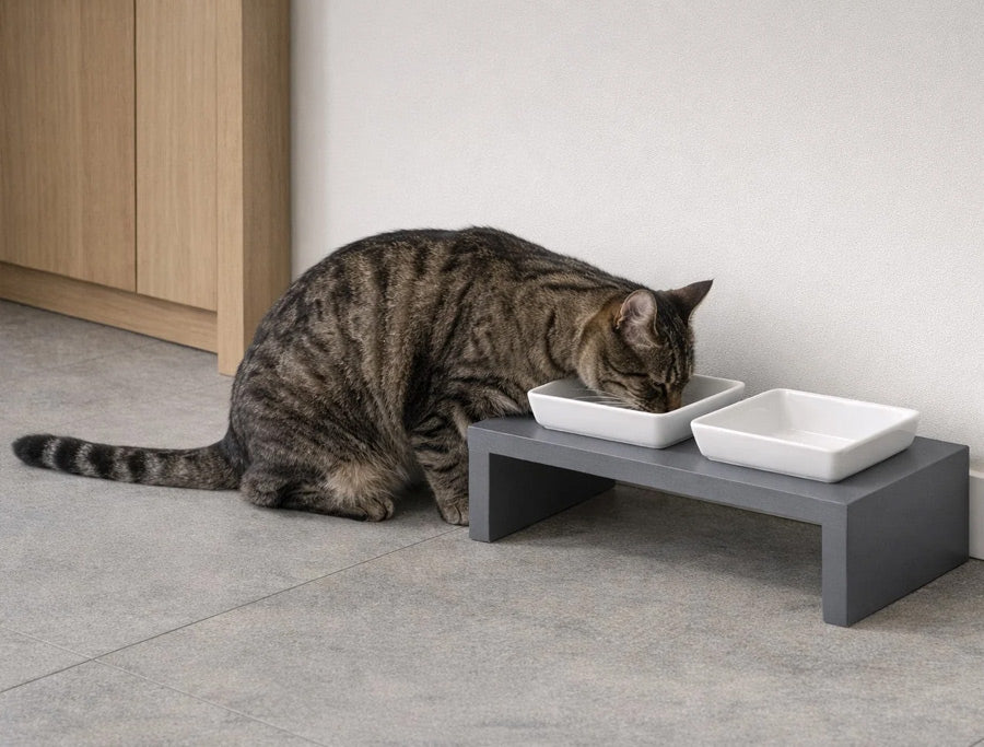 A brown tabby cat drinking from two white ceramic bowls placed on a gray elevated stand in a minimalist room by Bowsers
