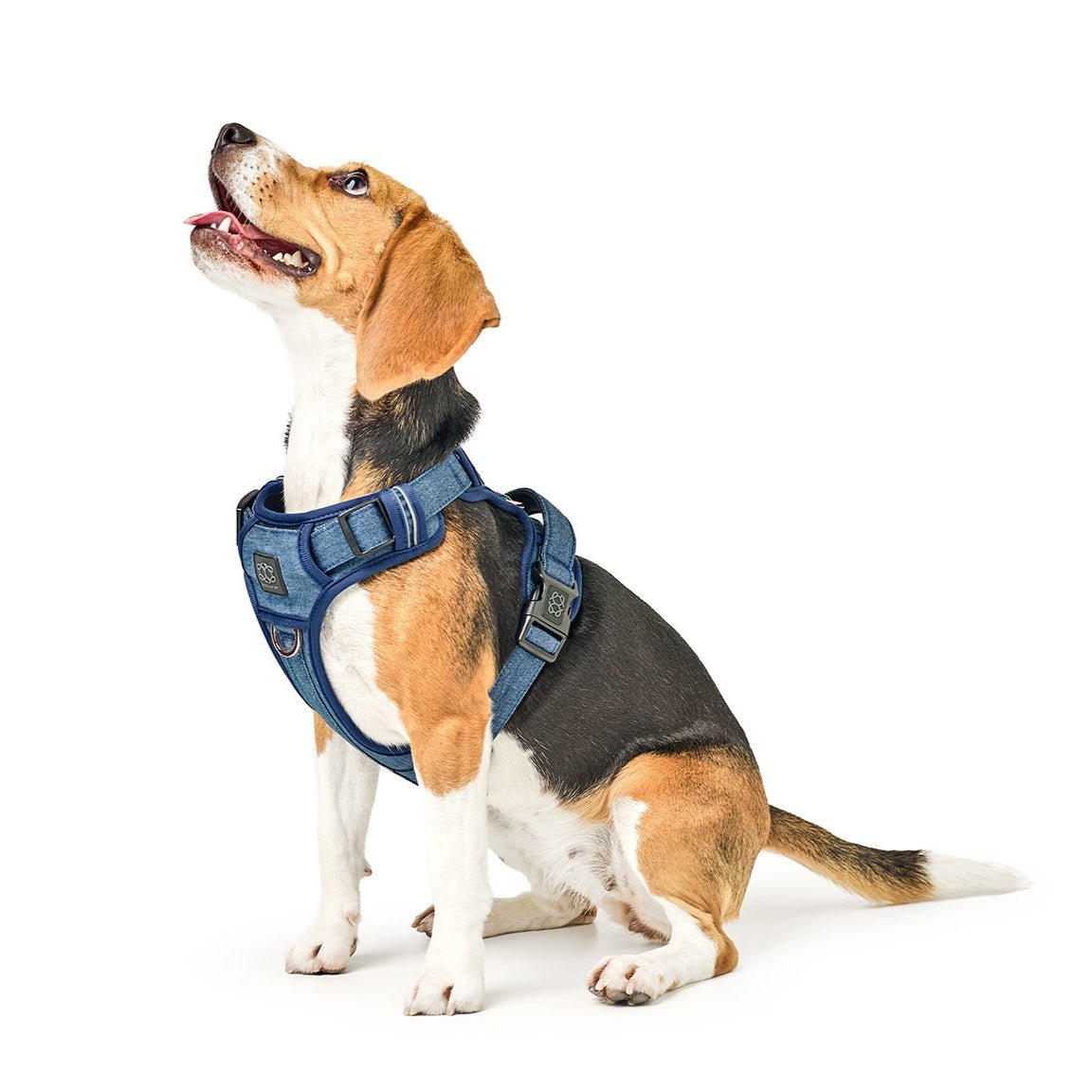 NoMad Adjustable Luxe Harness For Dogs 25-50 pounds