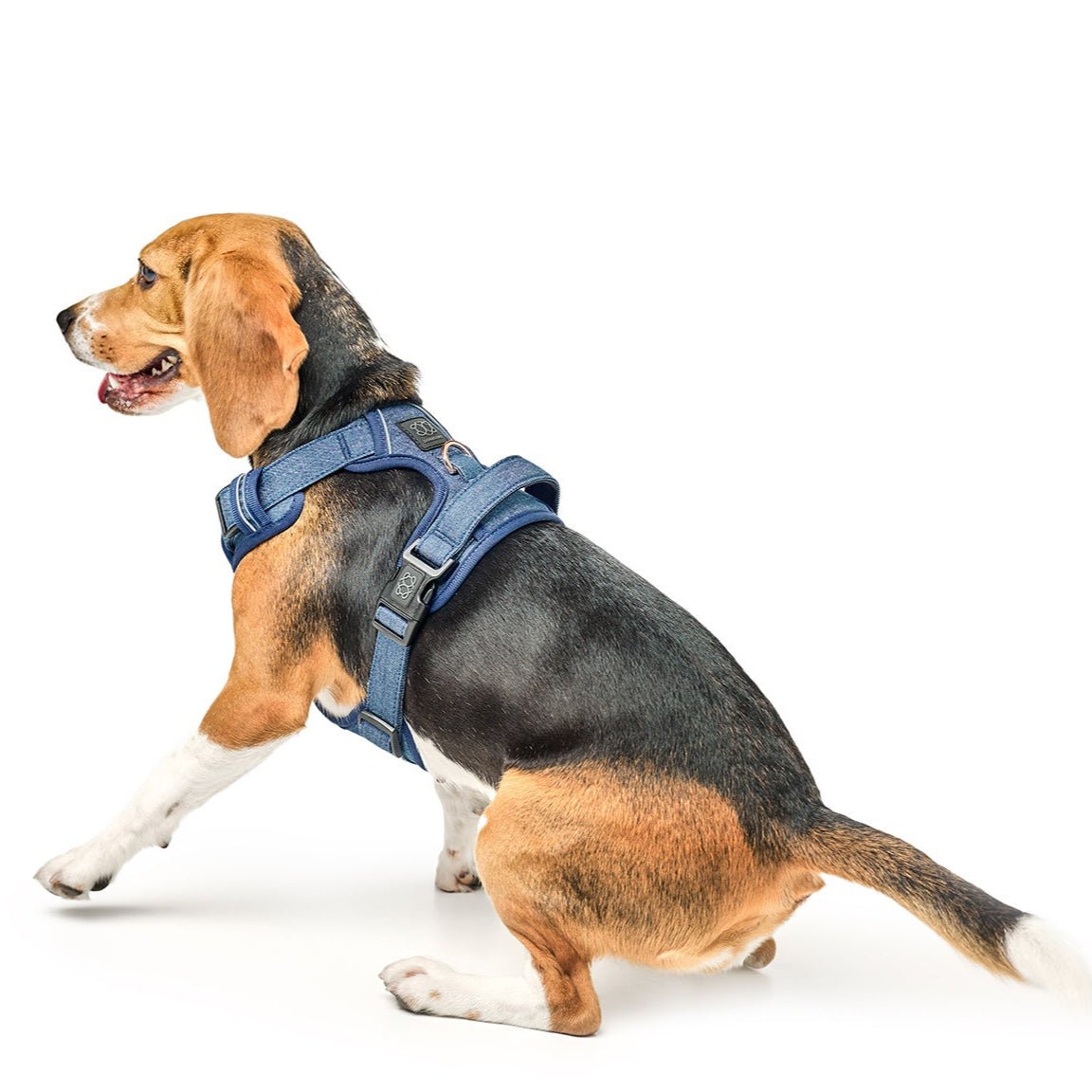 NoMad Adjustable Luxe Harness For Dogs 25-50 pounds