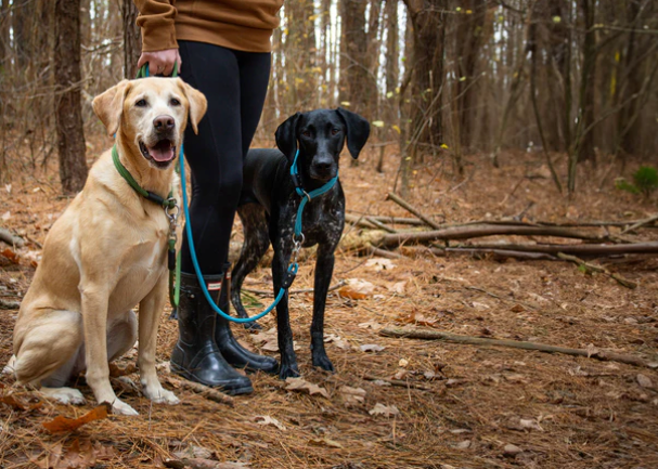 Slip dog collar for large dogs, durable and indestructible