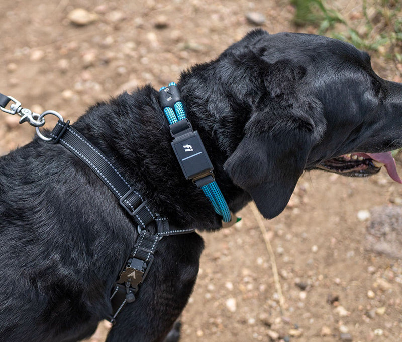 Fi Snap for Dog Collars