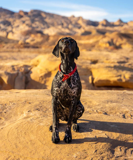 Dog with a red slip collar sitting on a rocky landscape