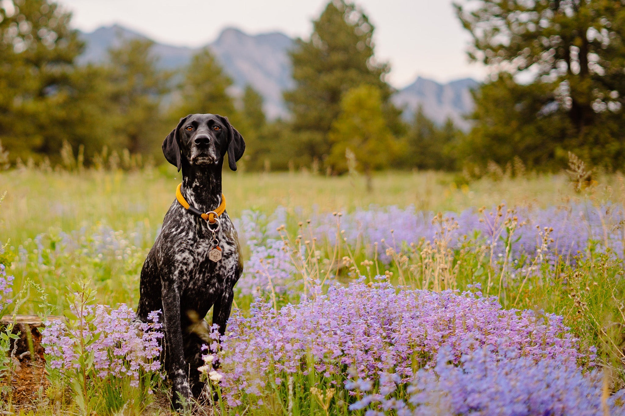 Large dog standing in a field of flowers with mountains in the background wearing an indestructible atlas dog collar for leash training