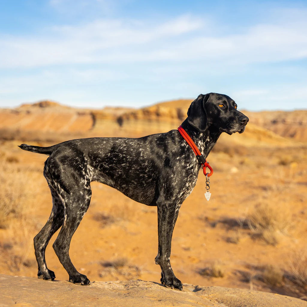 Large dog standing on a rocky outcrop with desert landscape in the background with a slip training collar