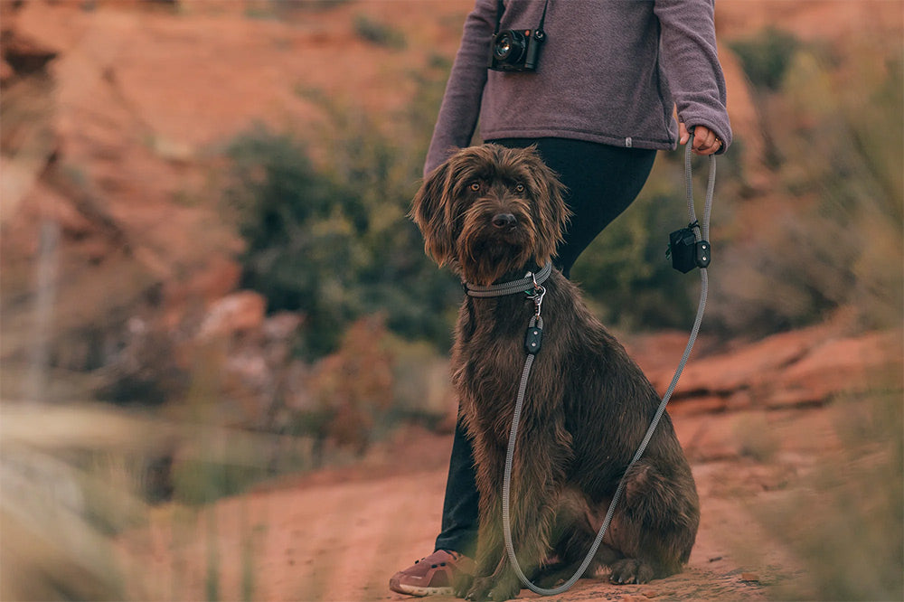 Lifetime Indestructible Dog Leash 5ft - 8ft