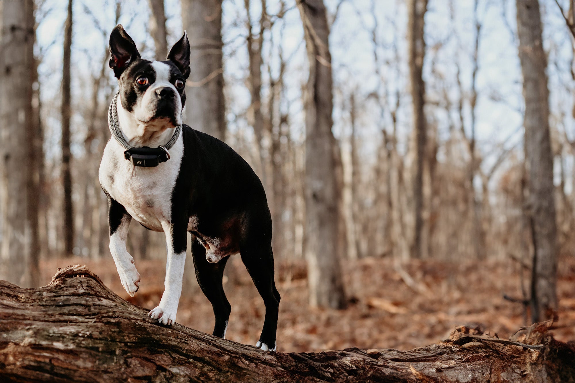 Fi Snap for Dog Collars