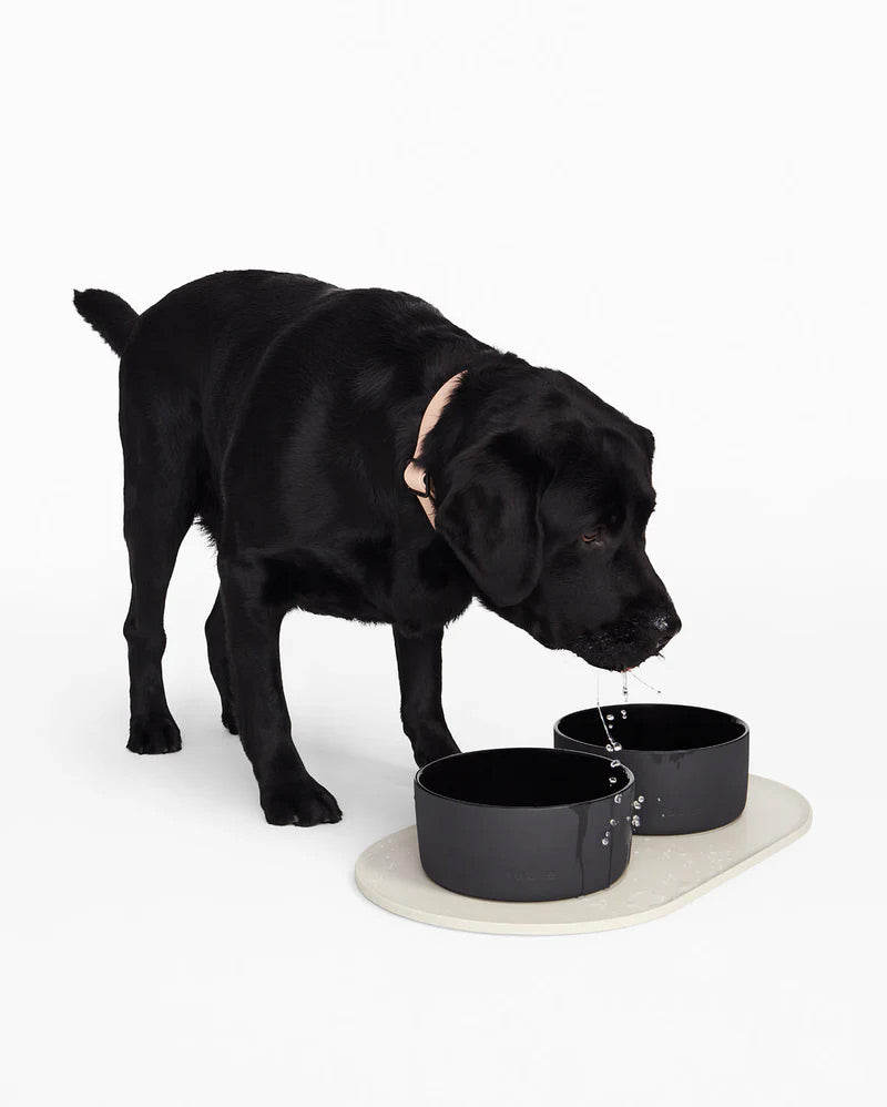 Big labrador dog drinking from a black large bowl on a white background