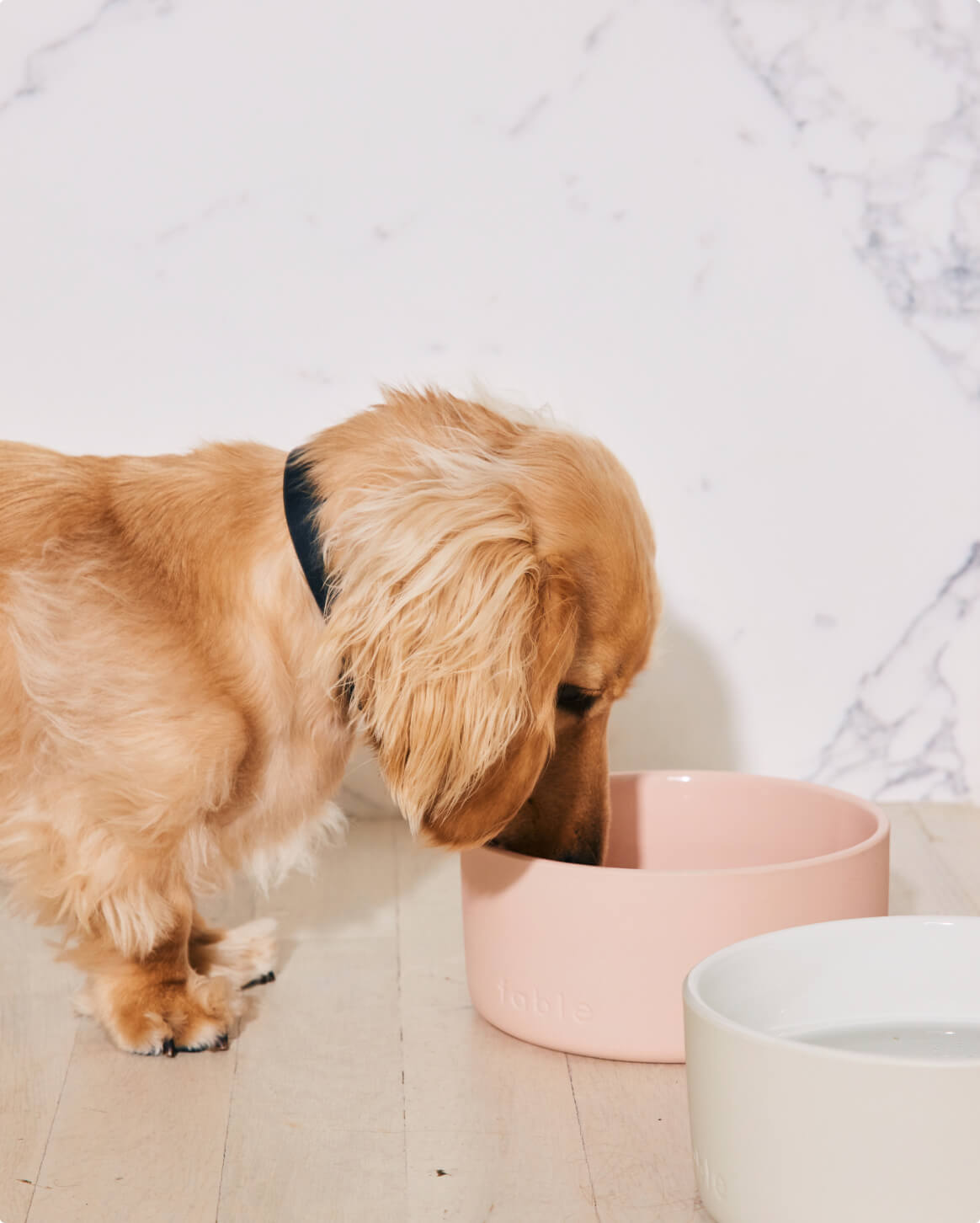 Dachshund pet dog drinking from a pink bowl on a light wooden floor.