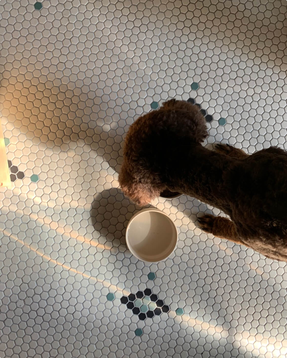 Brown dog eating from a ceramic pet bowl a hexagonal tiled floor