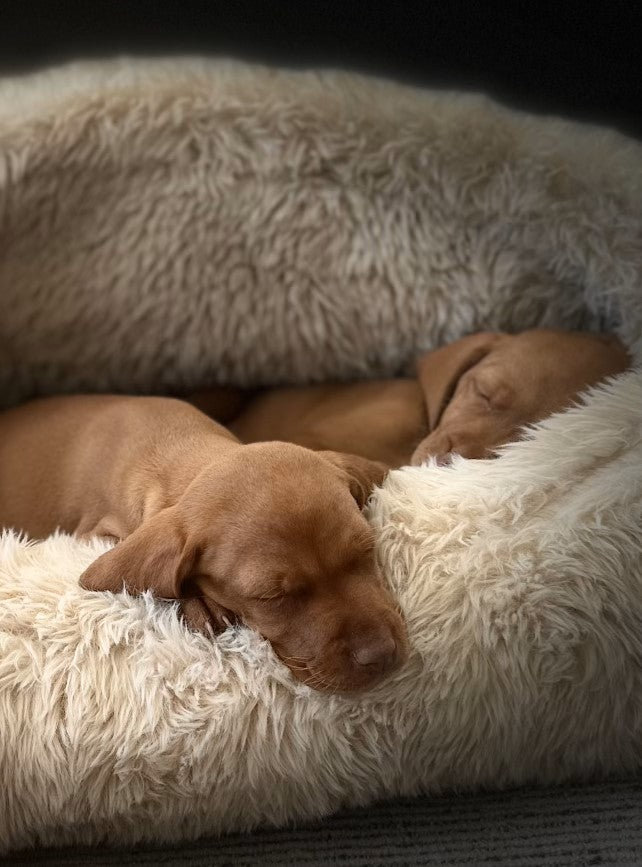 Puppies sleeping in a cozy plush calming dog bed