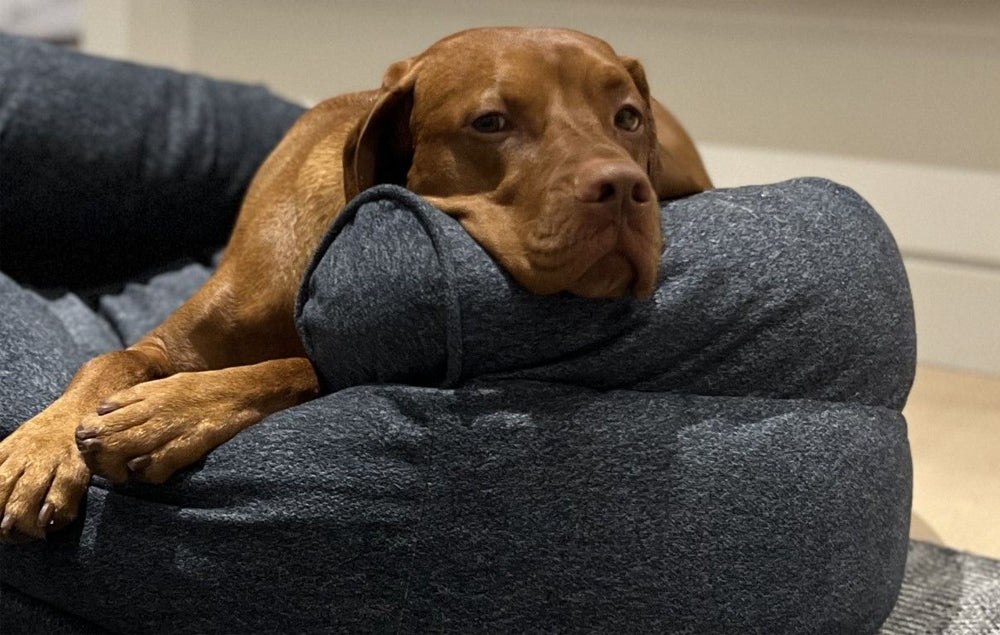 Bowsers Double Donut Sofa Dog Bed