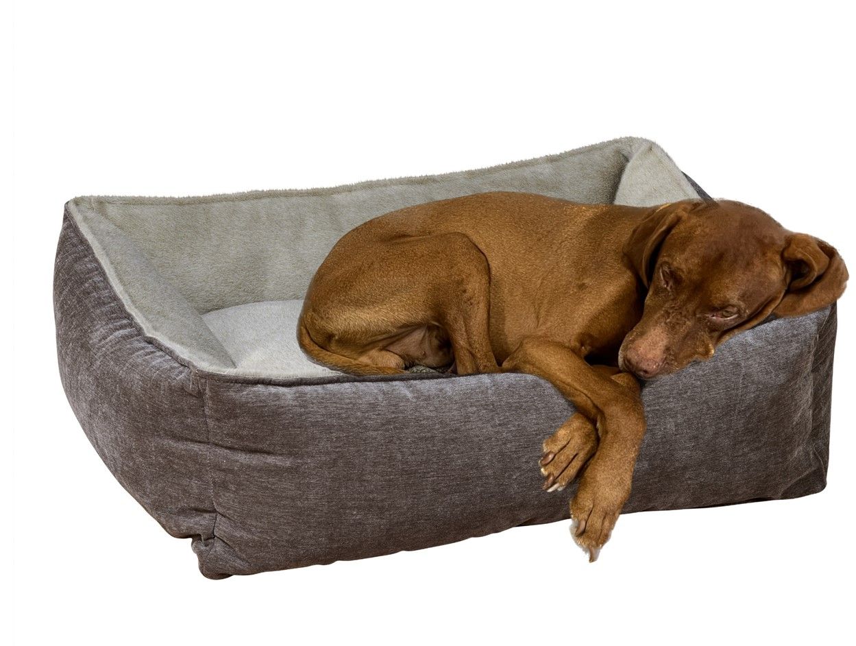 large dog resting on luxury bowsers bolster box bed