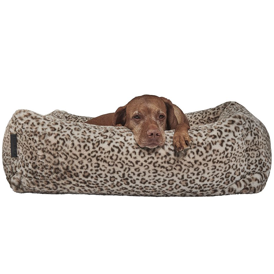 Large size dog lying on a leopard print dog bed with a white background