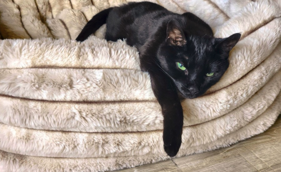 Cat is sleeping on Bowsers Himalayan warm and luxurious fur cat bed