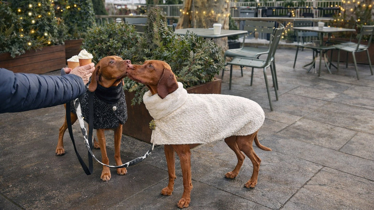 Two vizslas in Bowsers Manhattan Walking Coats on a city patio, one in white chenille with a faux fur collar