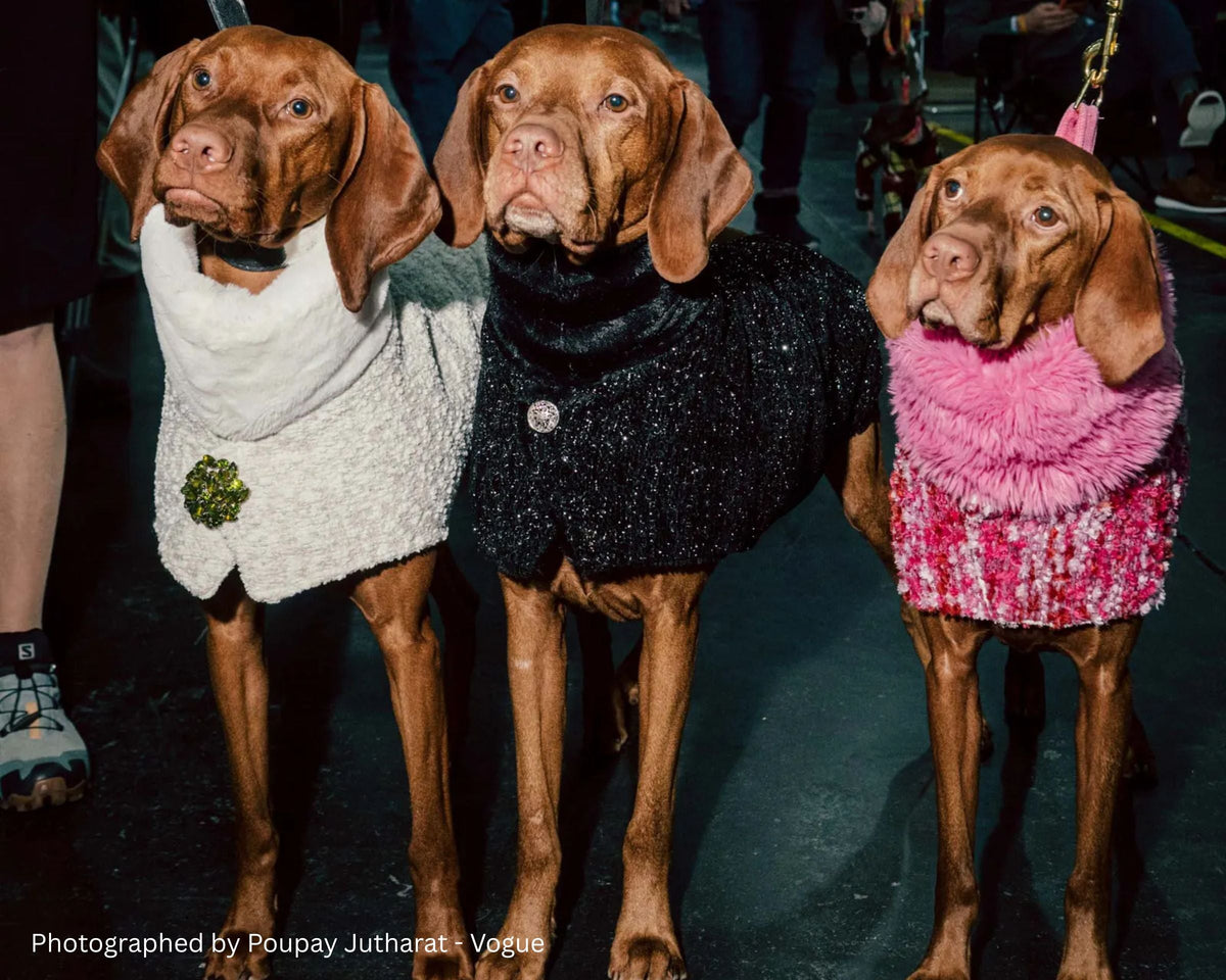 Three vizslas wearing Bowsers Manhattan Walking Coats in white, black and pink on a New York street at night