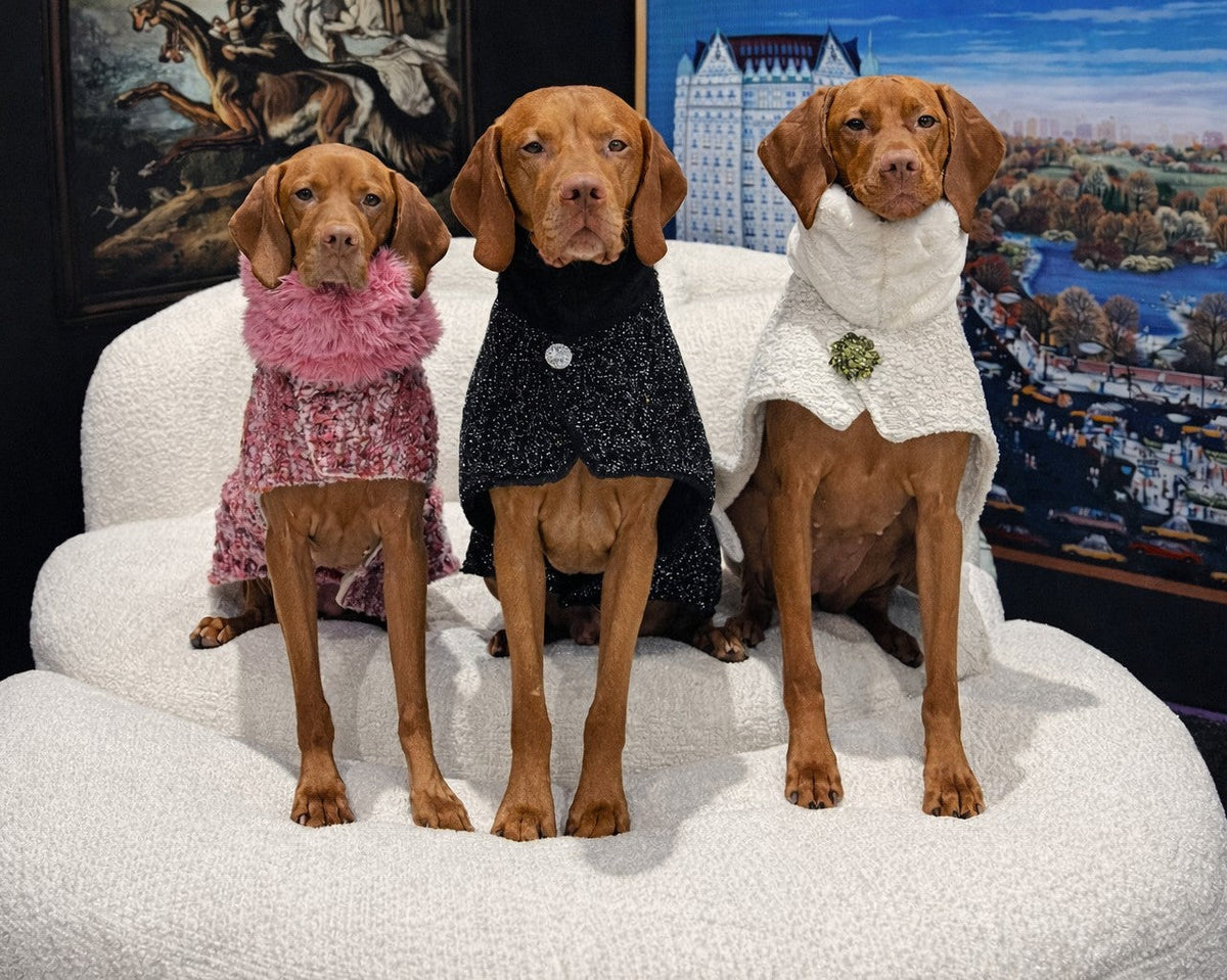Three vizslas in pink, black and white Bowsers Manhattan Walking Coats on a white boucle chair