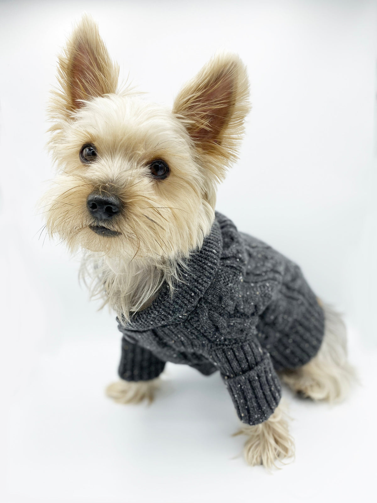 Yorkshire Terrier wearing the charcoal Brooklyn cashmere dog cardigan