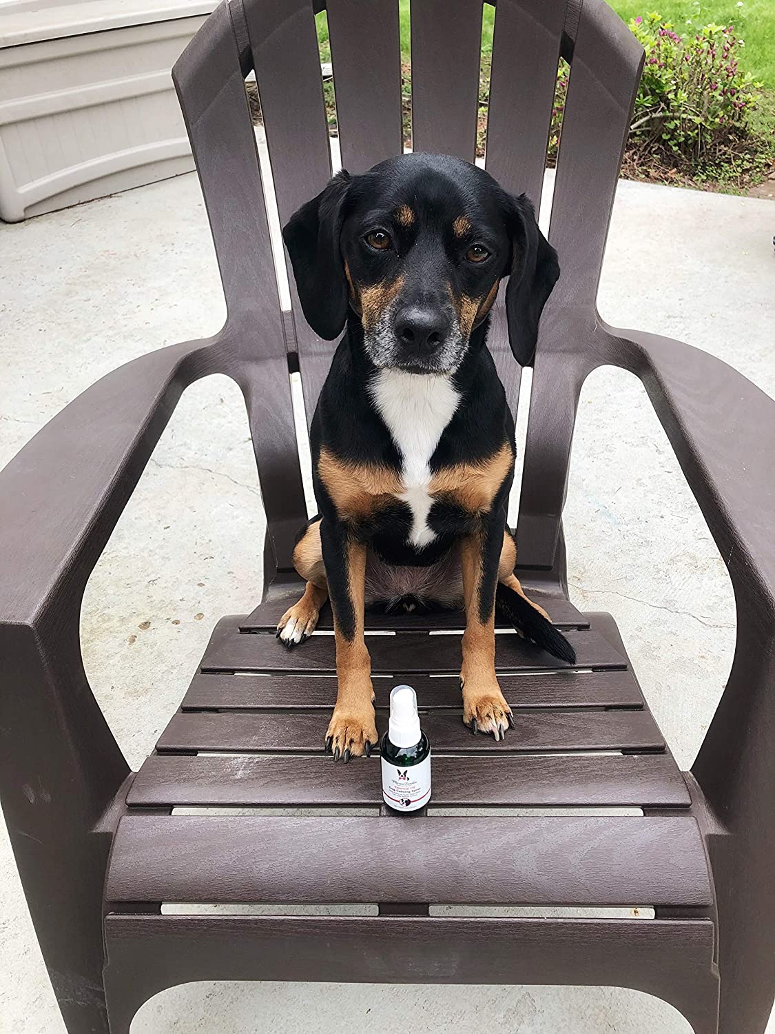 Dog sitting on a chair with a bottle of dog calming spray for stress
