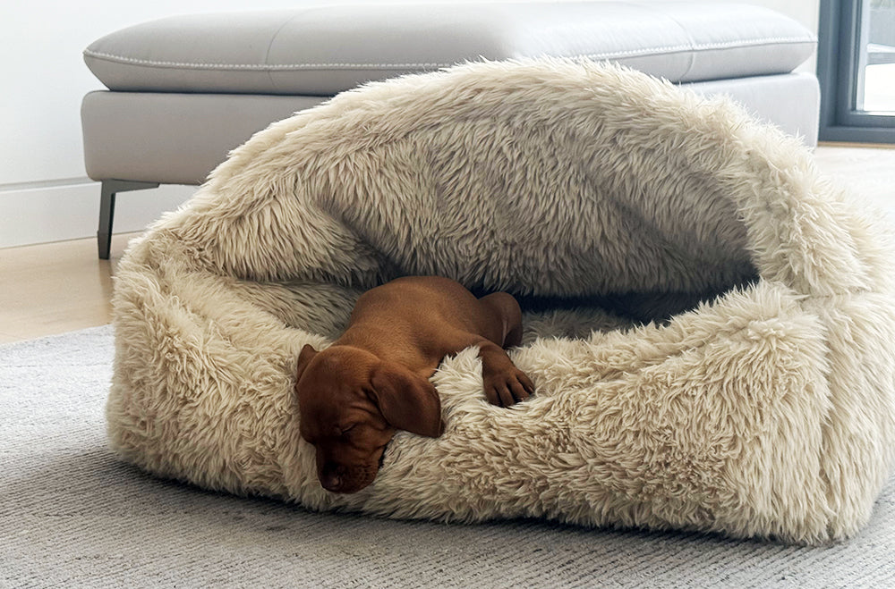 Small puppy sleeping in a warm cozy dog bed with canopy and burrow design