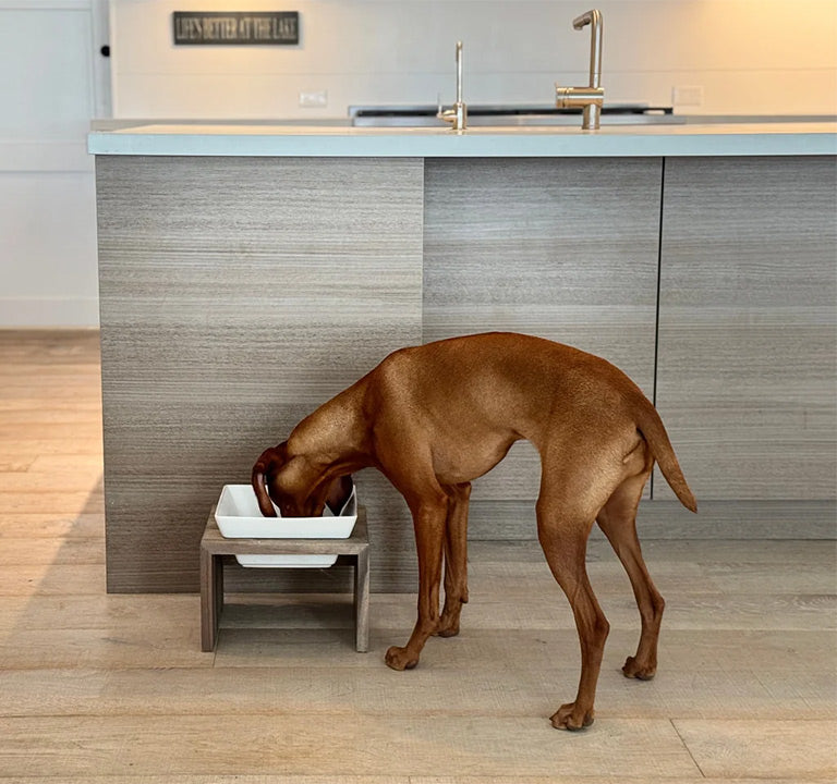 Large dog feeding from ceramic dog bowl with wood stand