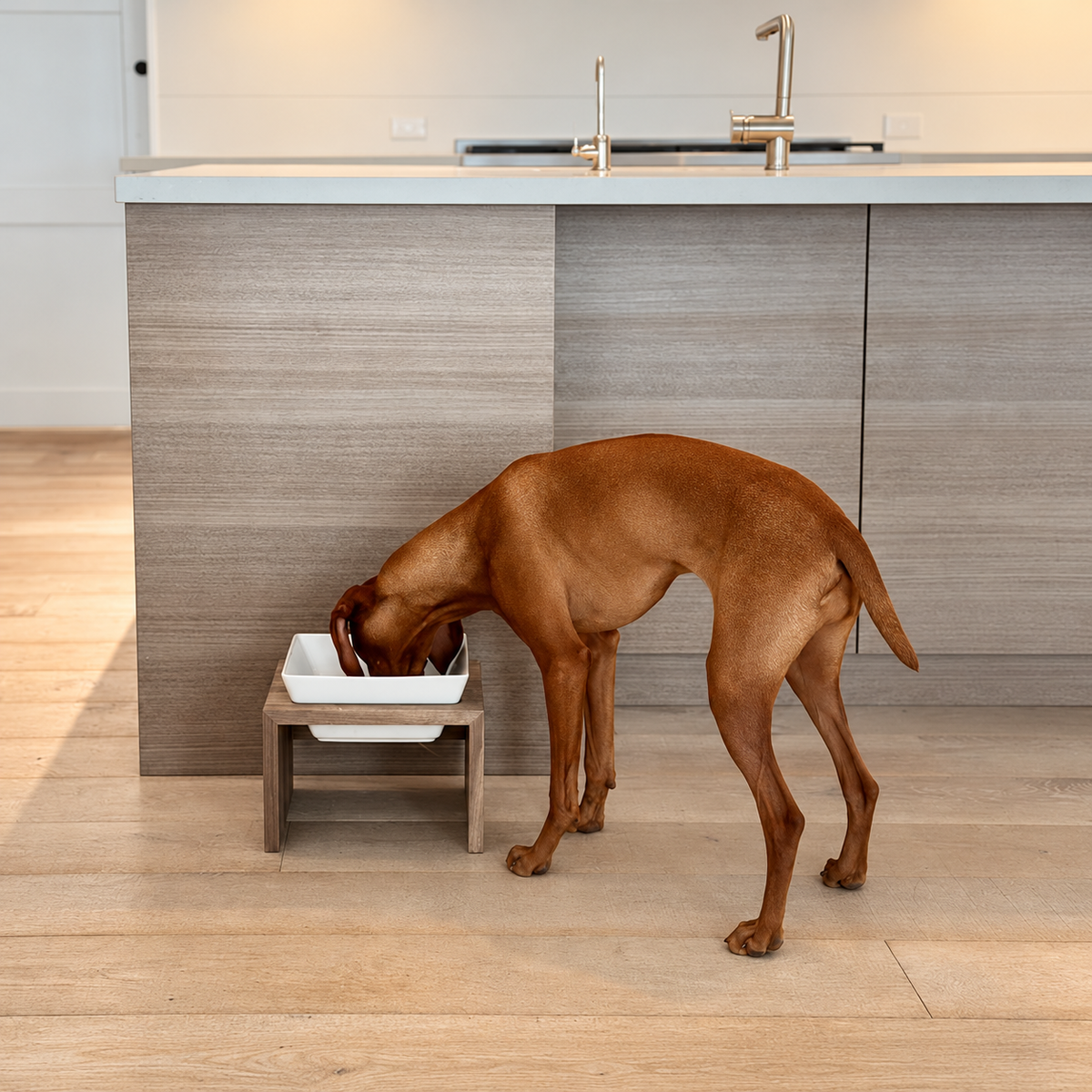 large size dog feeding from a ceramic bowl with raised wooden stand by Bowsers Pets